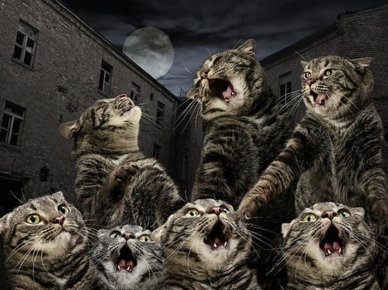 Поющие коты