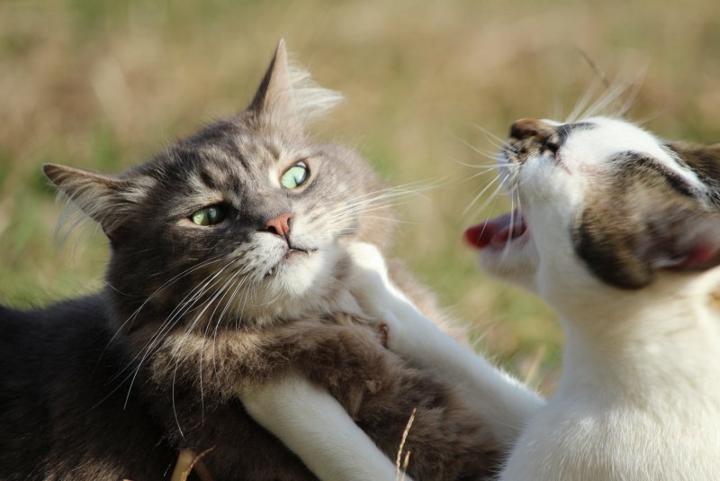 Коты дерутся