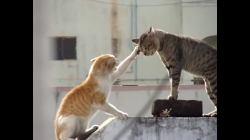 Драка котов