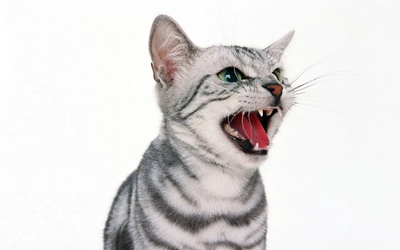 Котенок орет
