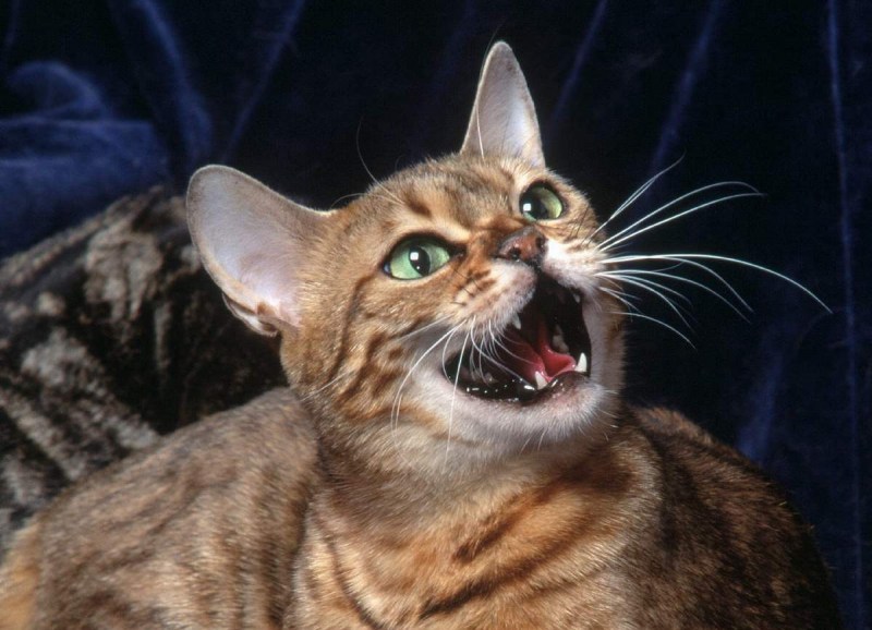 Мяуканье кошки