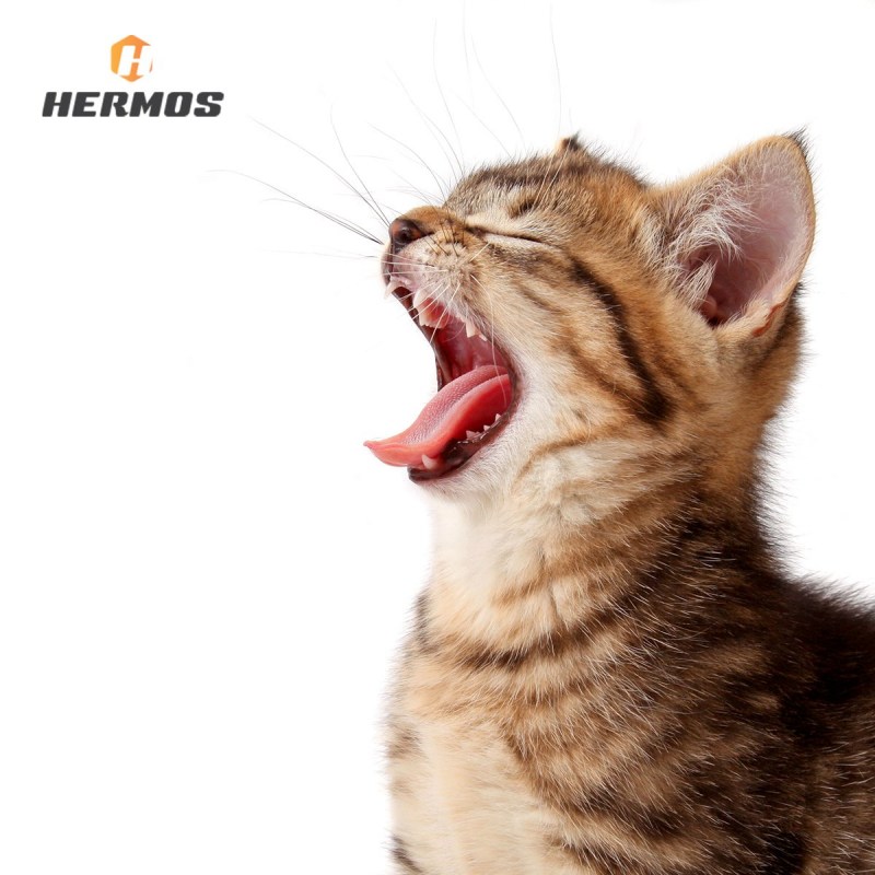 Кот зевает на фоне неба