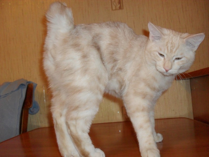 Королевский бобтейл
