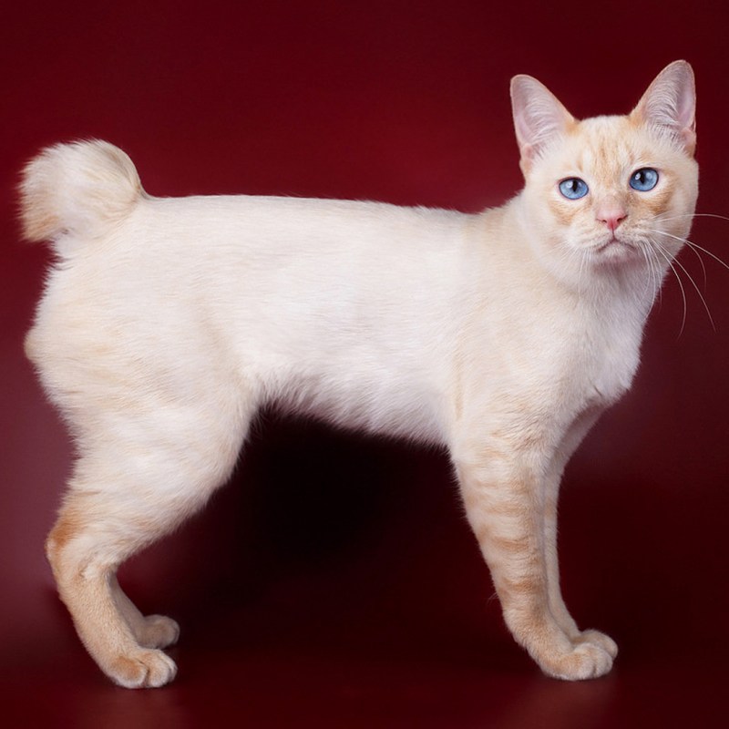 Рыжий кот с коротким хвостом