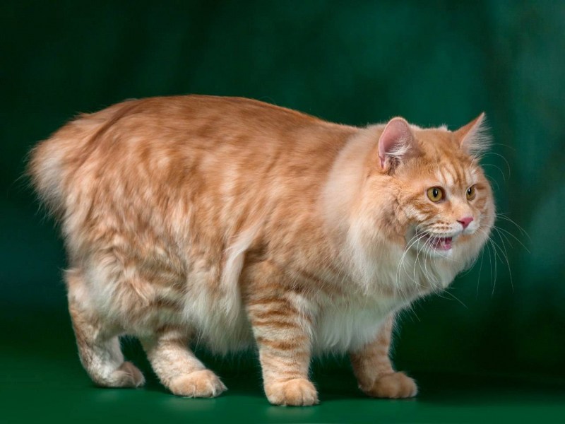 Курилы коты персиковый