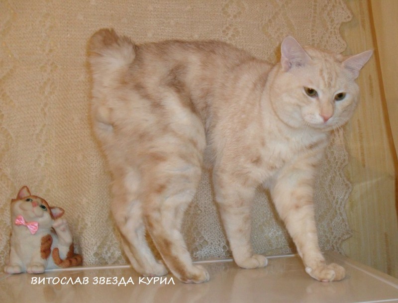Курильский бобтейл красный мрамор