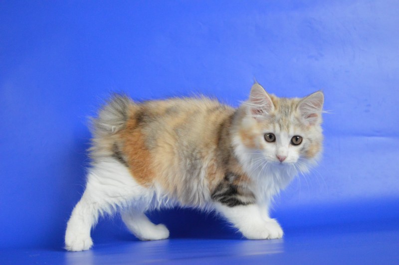 Кот Рижский бобтейл