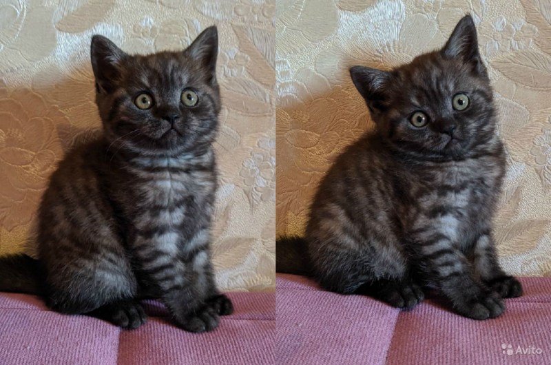 Шотландская кошка дымчатая