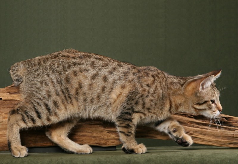 Кот пиксибоб