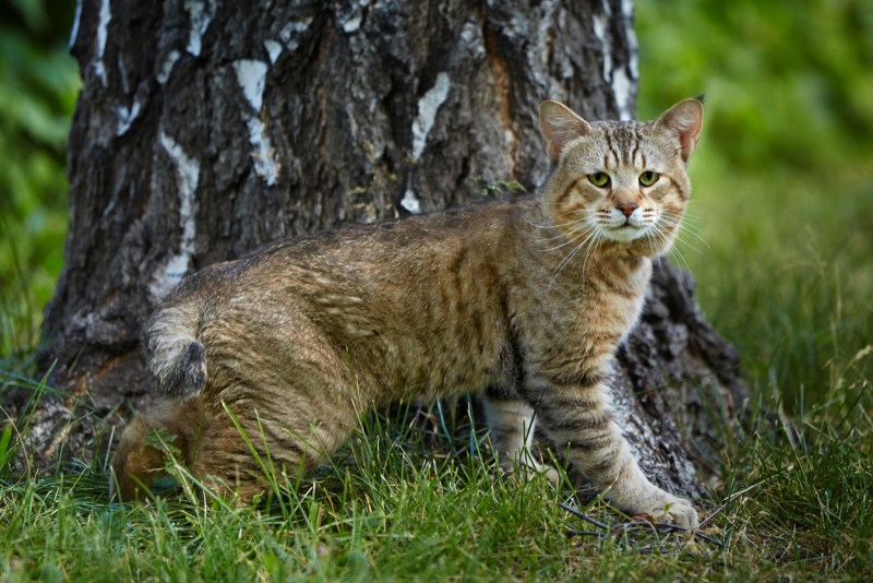 Пиксибоб котята