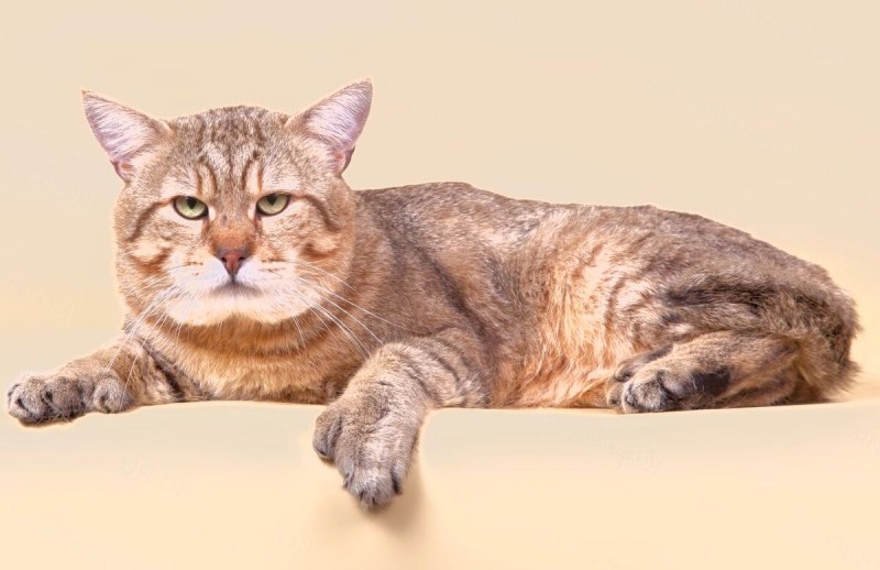 Коты пиксибоб