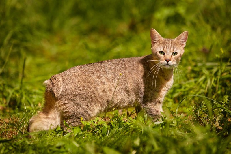 Котята породы пиксибоб