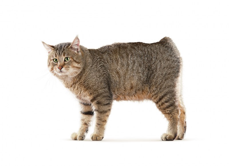 Пиксибоб кошка котёнок