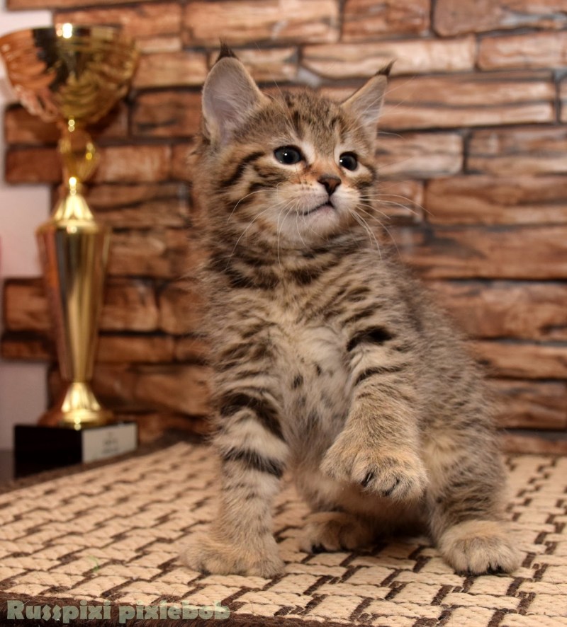 Взрослая Пикси кошка