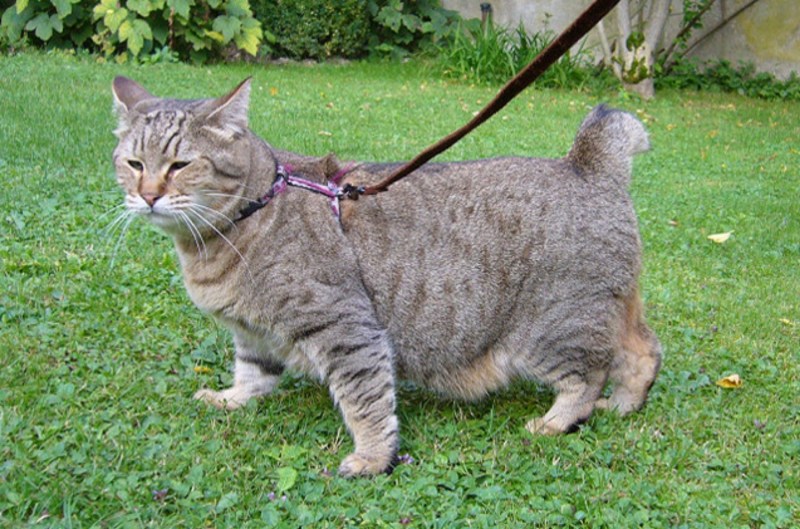 Котенок Пикси Боб пушистый