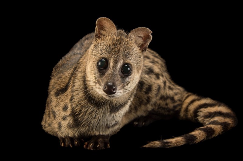 Генетта кошка