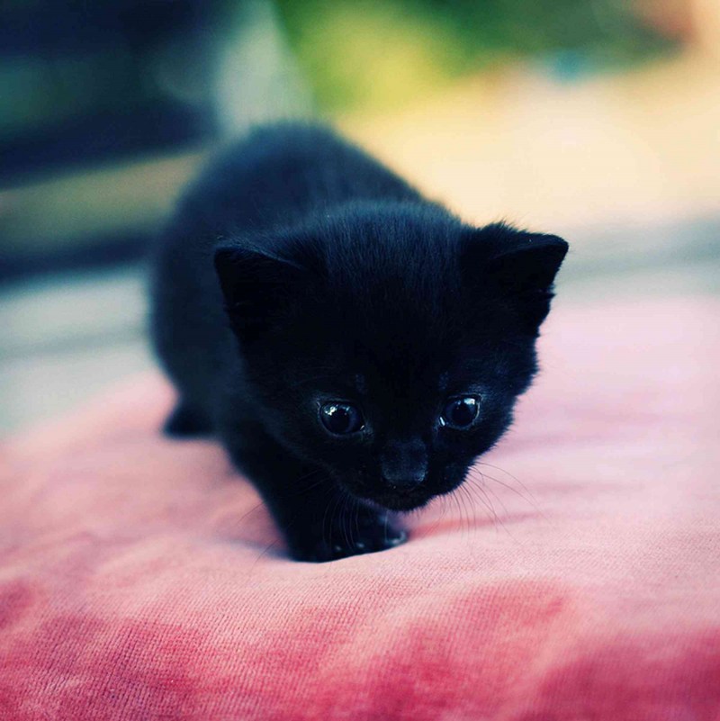 Маленький черный котенок