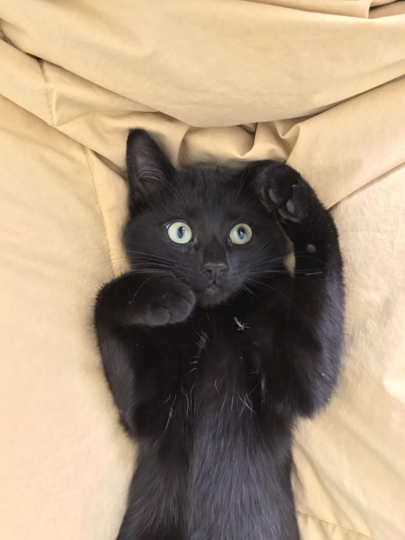 Милый черный кот