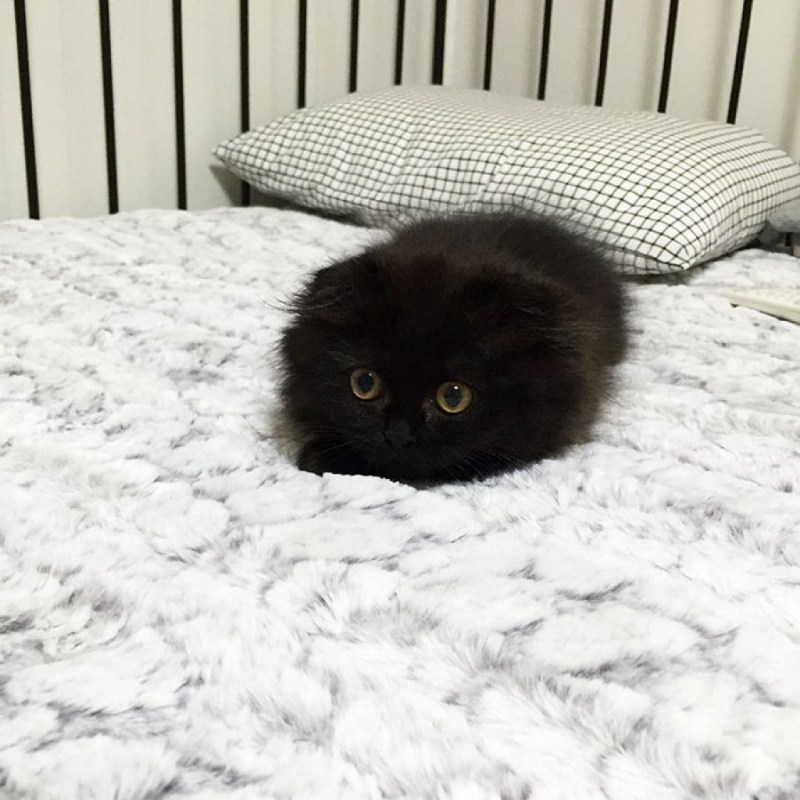 Кошка Гимо