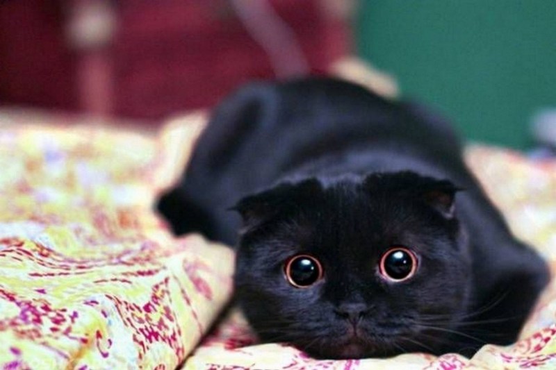 Чёрный кот с большими глазами