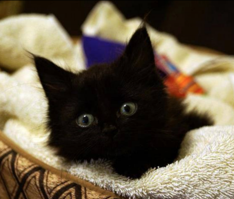 Самые милые котята черные