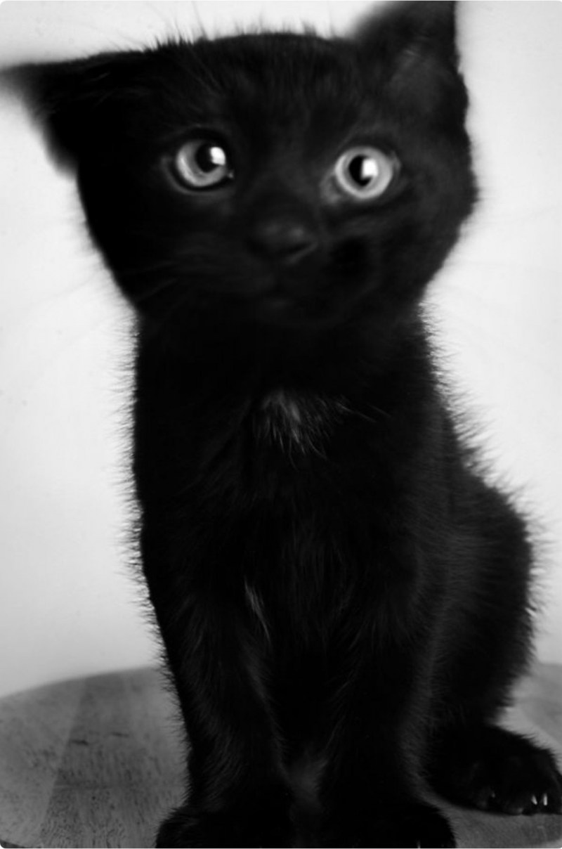 Черный котенок