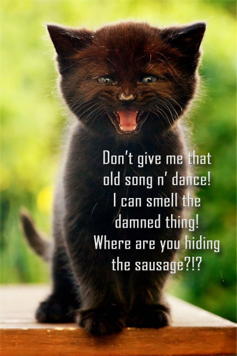 Черный котенок