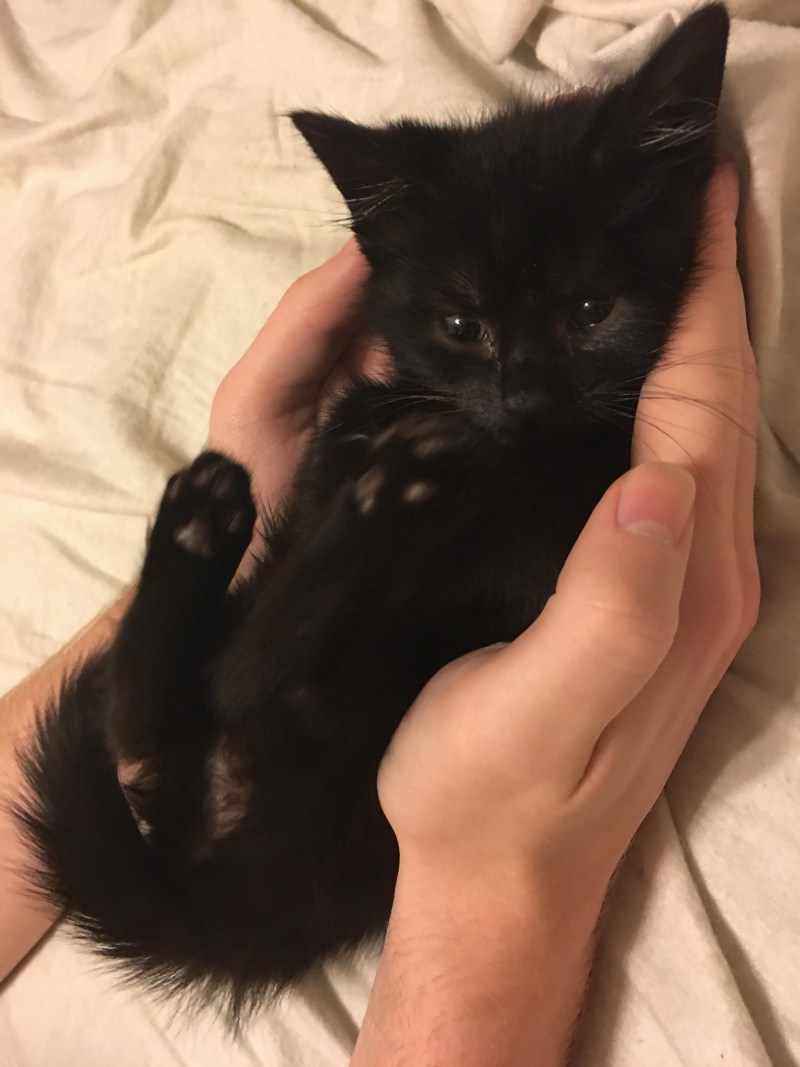 Милый черный котенок