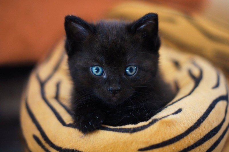 Черный котенок