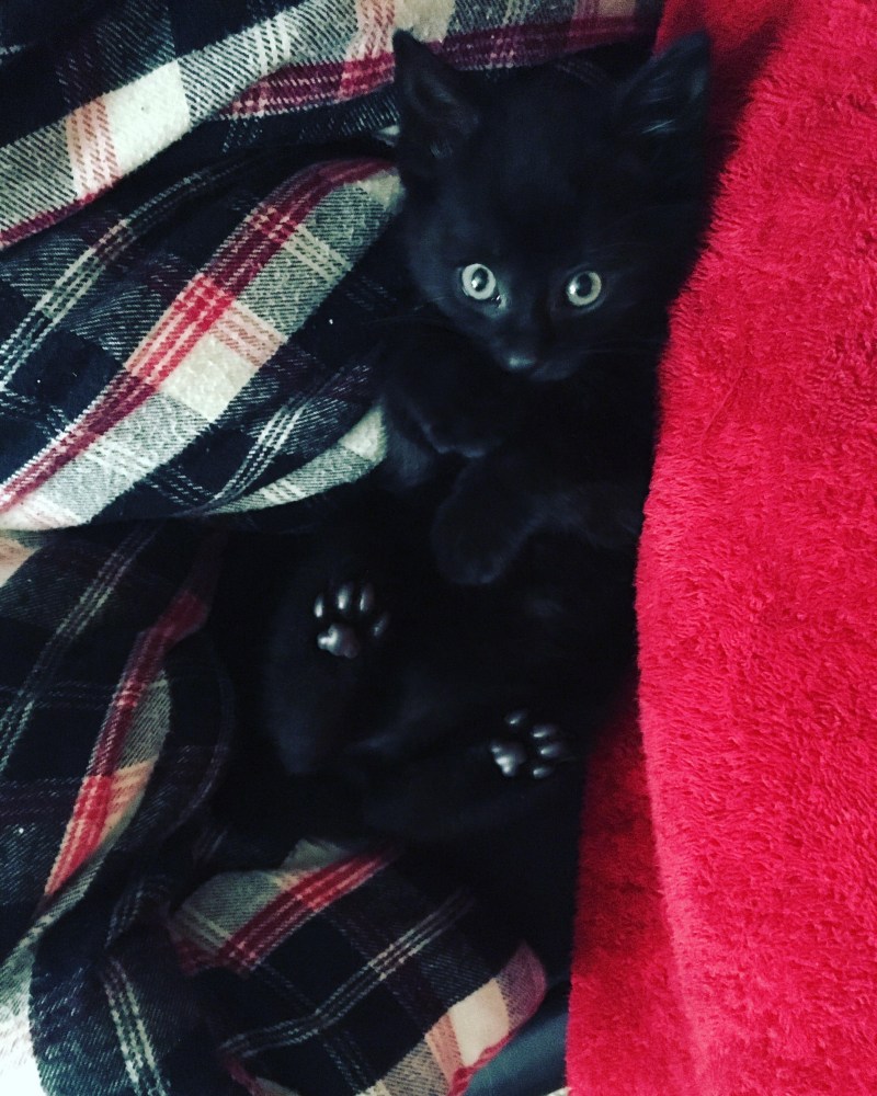 Милые черные котята