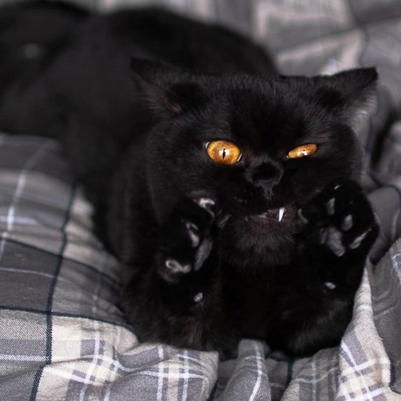 Страшный черный кот