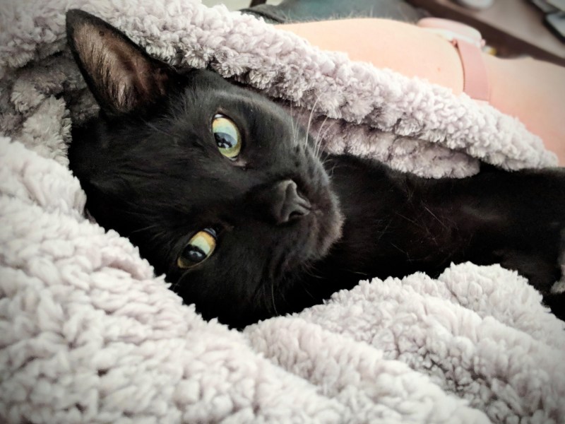 Спящий черный кот