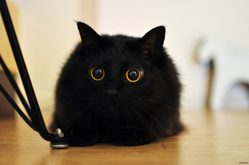 Милый чёрный котик