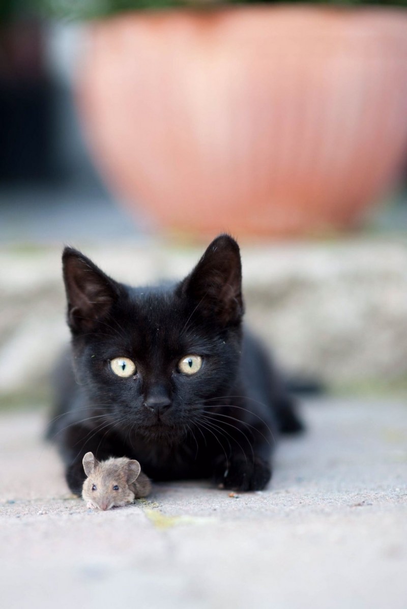 Черная кошка с котятами