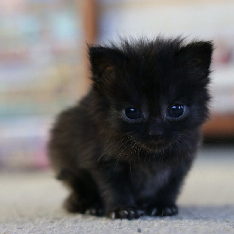 Маленький котенок