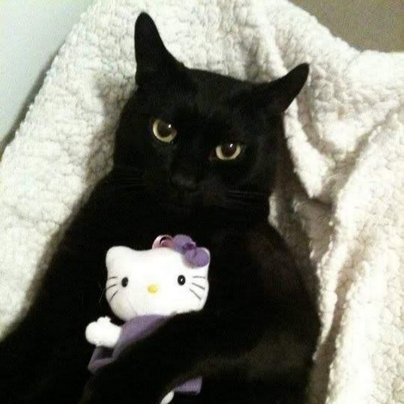 Селфи черного кота