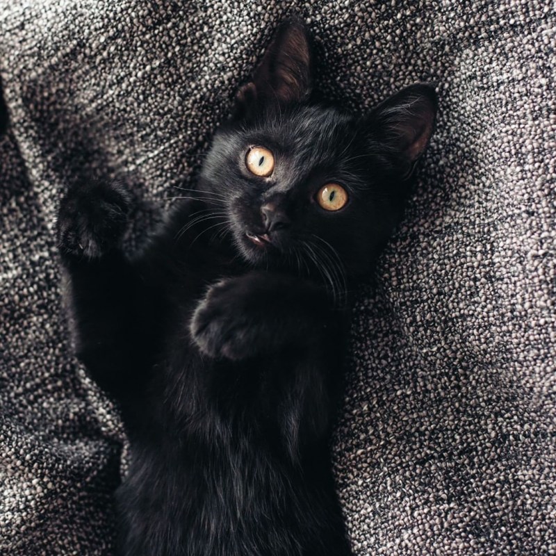 Милые черные кошечки