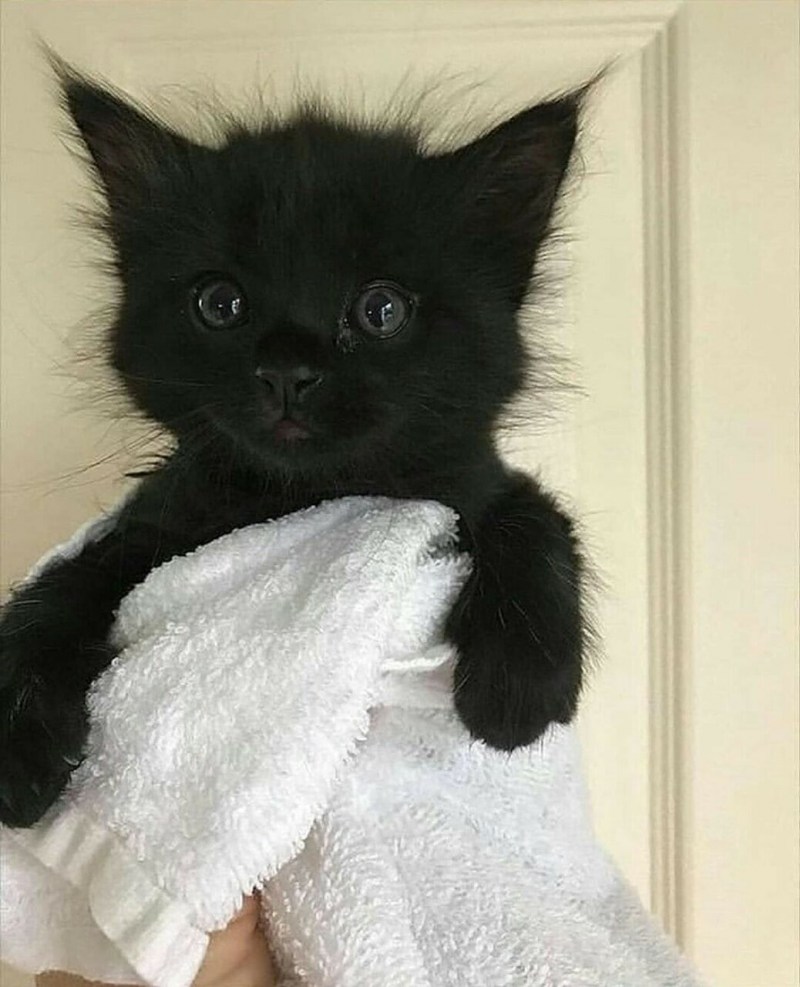 Черный котенок постирония