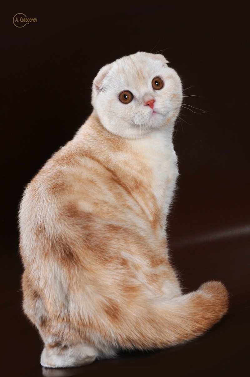 Скоттиш-фолд Шотландская мрамор