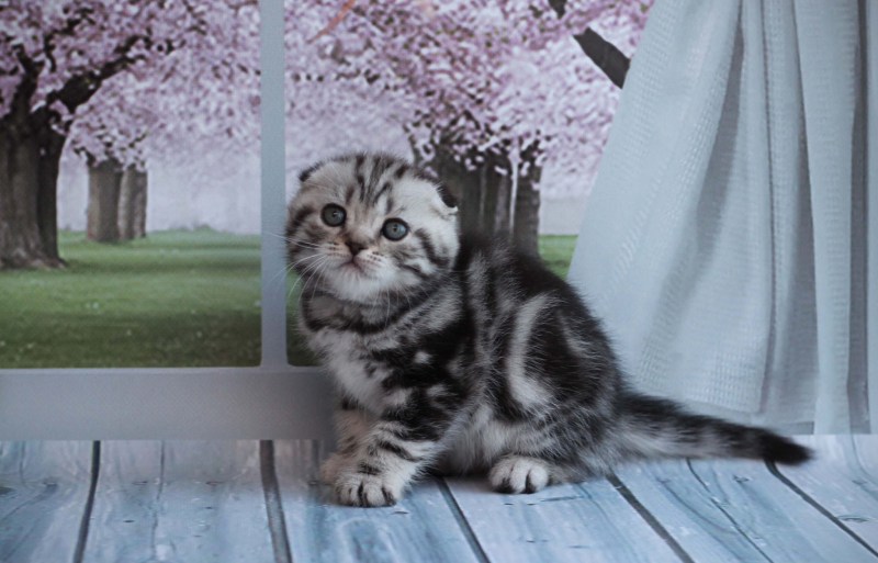 Скоттиш фолд вискас