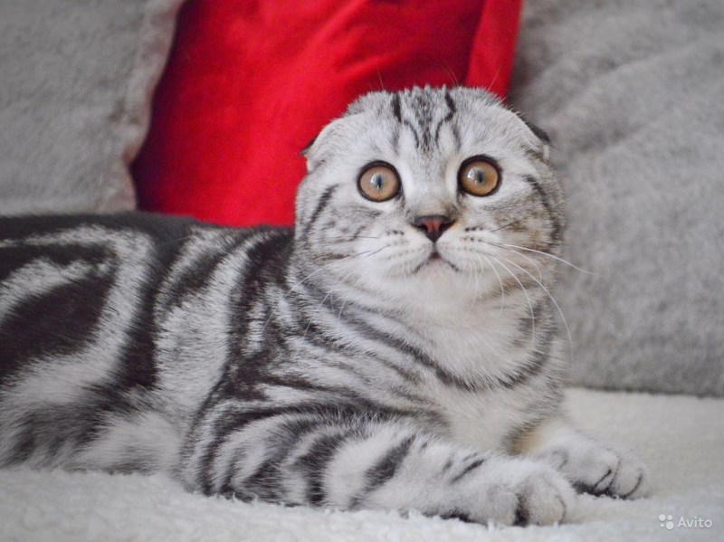 Скоттиш фолд серый мрамор