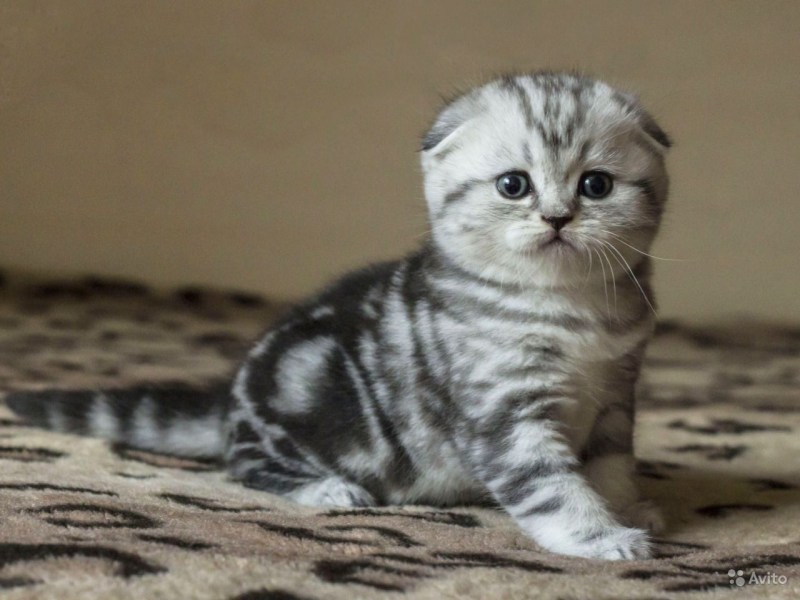Шотландские вислоухие котята вискас и мраморные