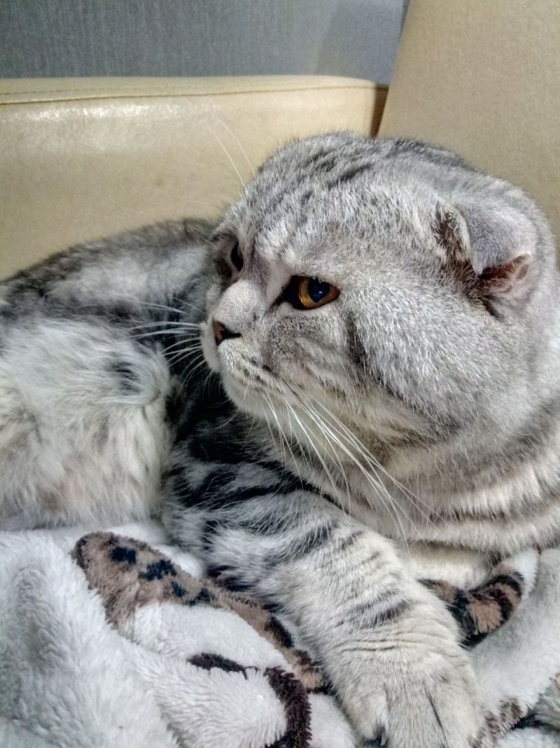 Кот скоттиш фолд мраморный