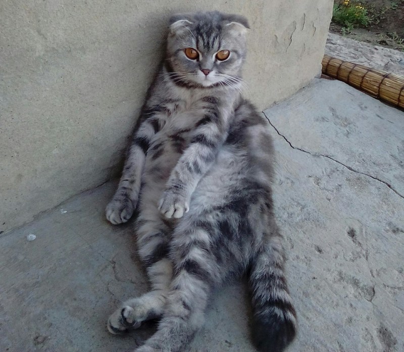 Вислоухие коты в соль Илецке