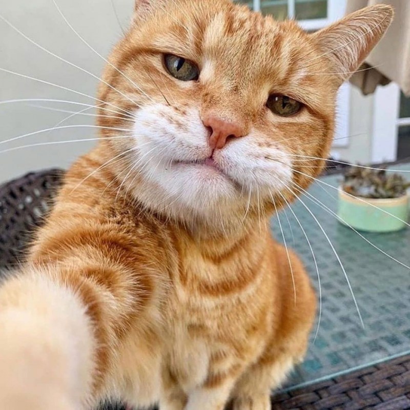 Прикольный рыжий кот