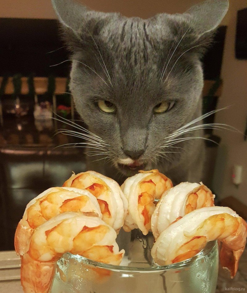 Коты приколы
