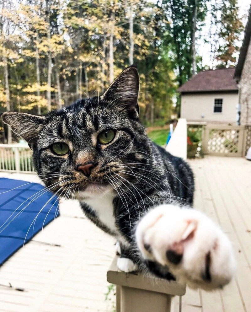 Смешной кот