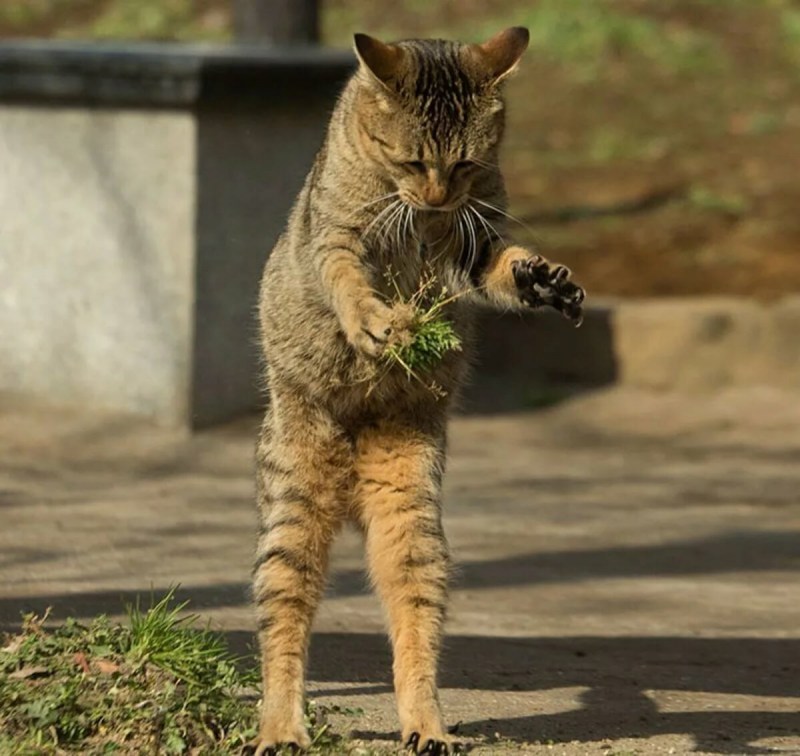 Уличные кошки