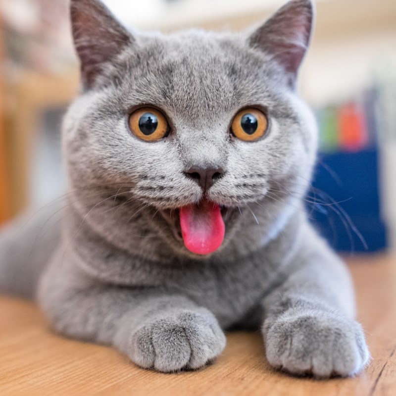 Прикольный кот