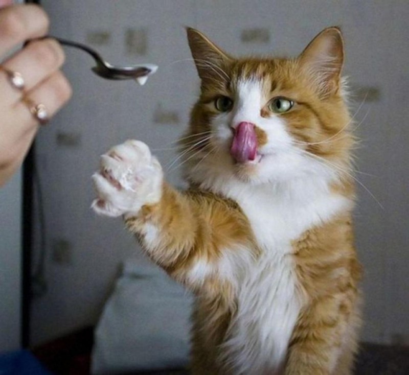Прикольные коты и кошки